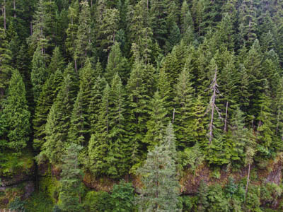 Финансовый капитал завладевает лесными ресурсами