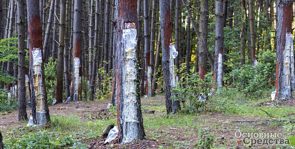 Добыча смолы сегодня