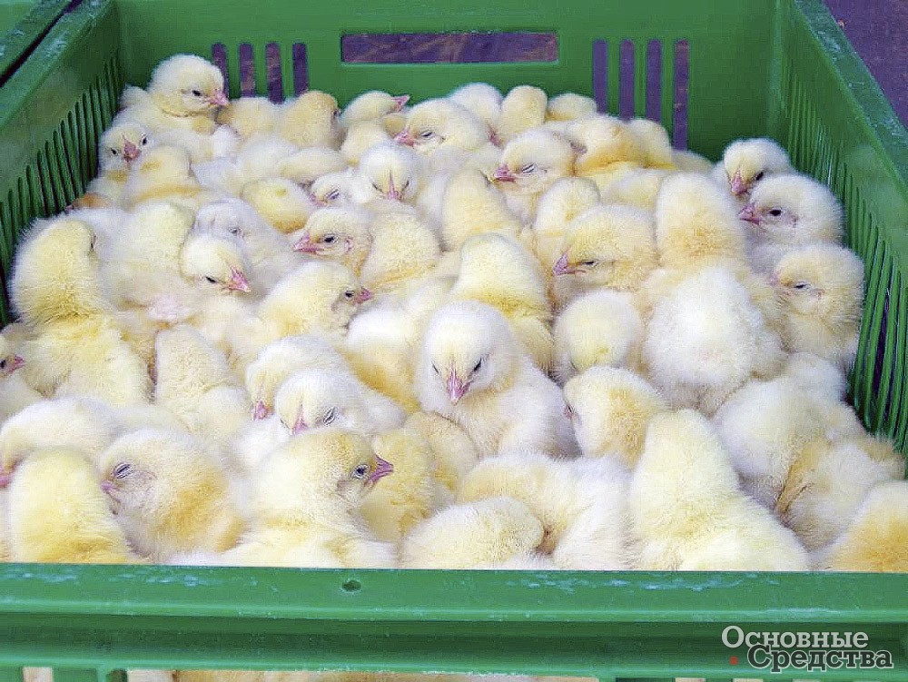 Суточных цыплят чаще всего транспортируют, предварительно помещая в пластиковый или  металлический контейнер